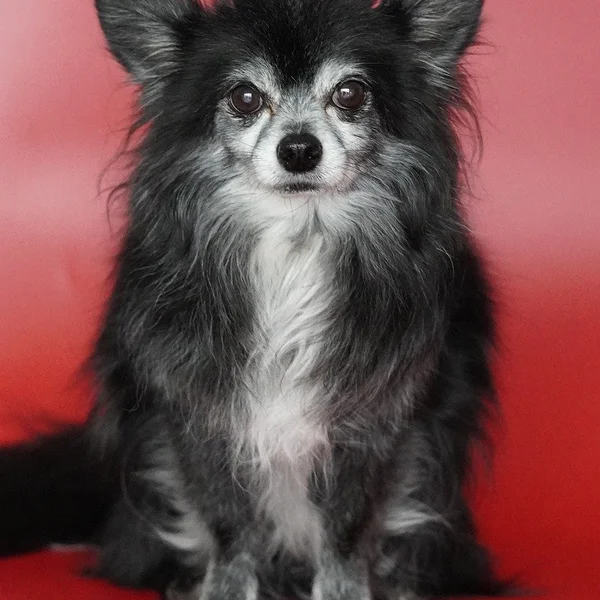 网赌平台捕鱼游戏